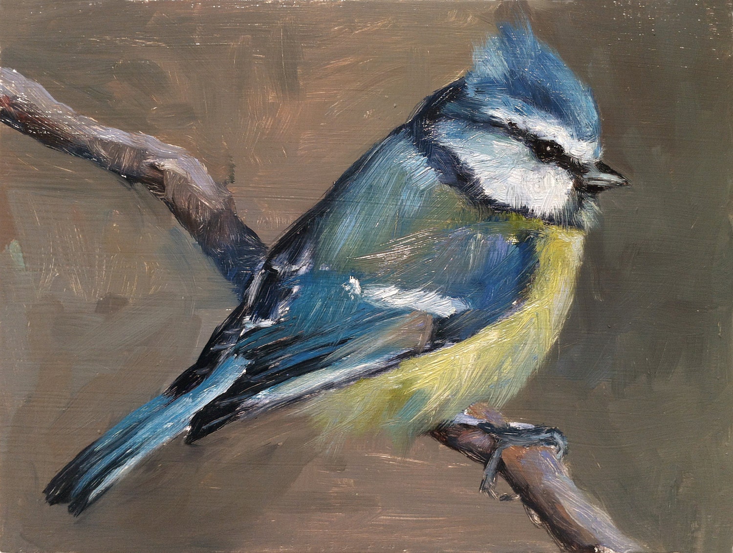 Blue Tit - - Open Edition Print of an original oil painting