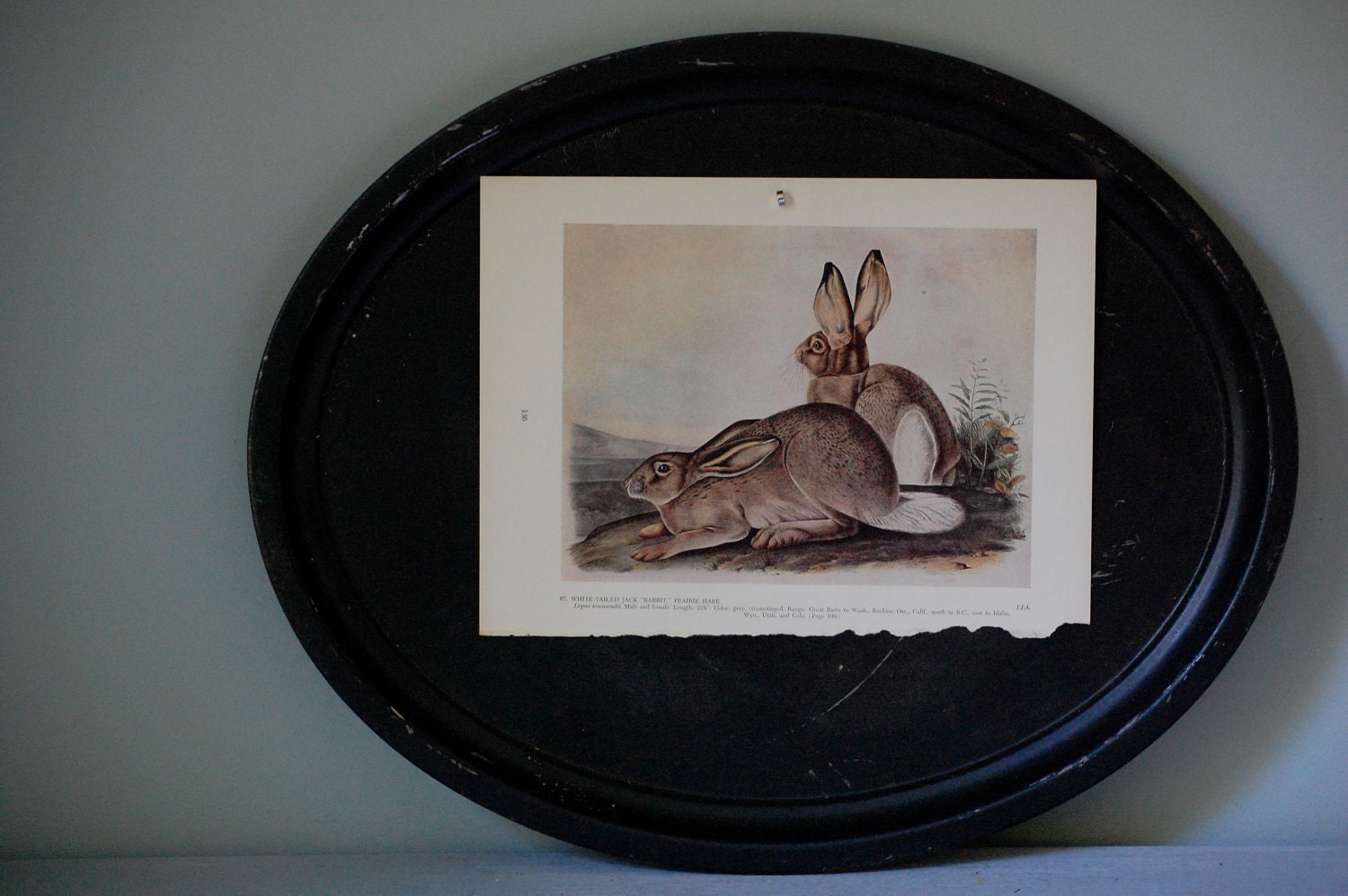 VIntage Audobon Print, White-Tailed Jack Rabbit