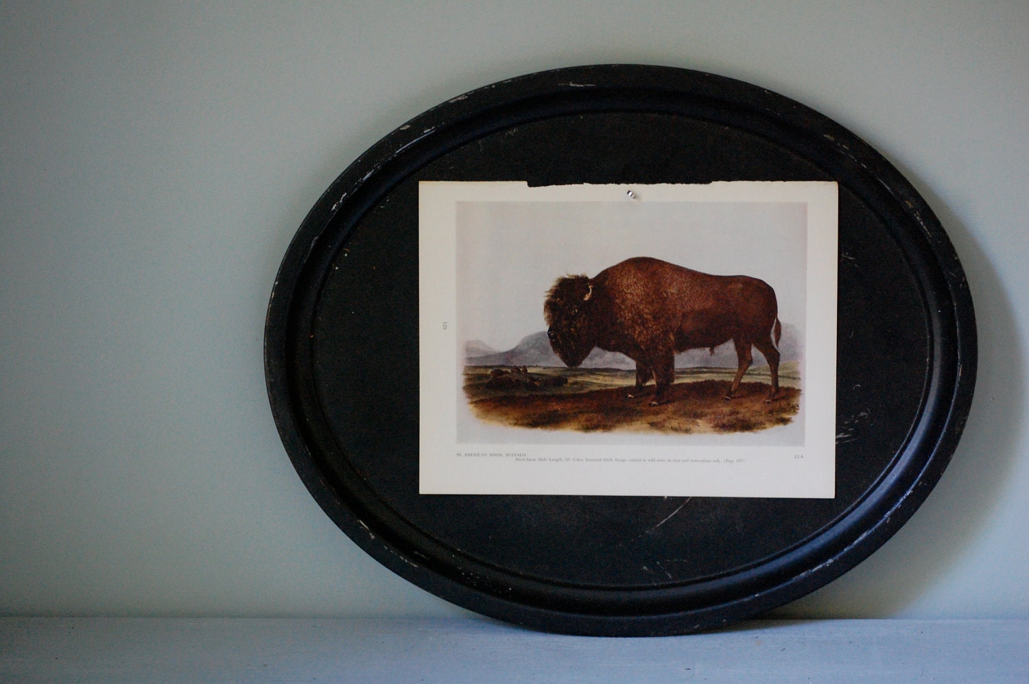 Vintage Audobon Print, American Bison, Buffalo