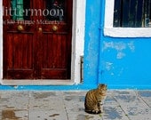 Italian Tabbycat: Original 5x7 Matted Photographic Print