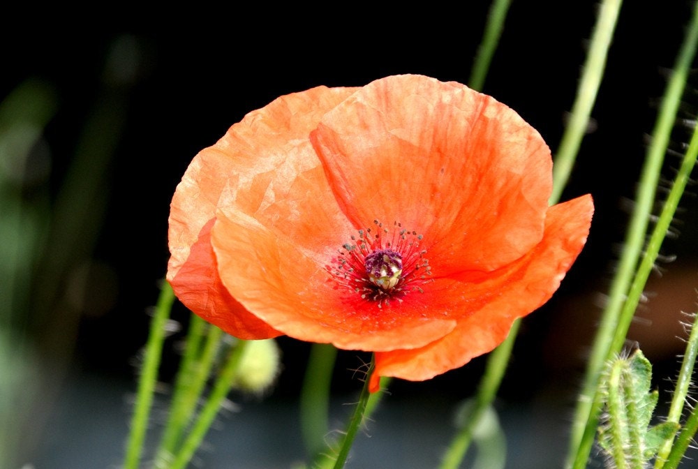 Poppy
