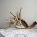 Reserve listing for 3littletrees Only Deer Antlers Vintage Matching Pair Woodland Cabin Cottage Decor Natural Rustic Decor