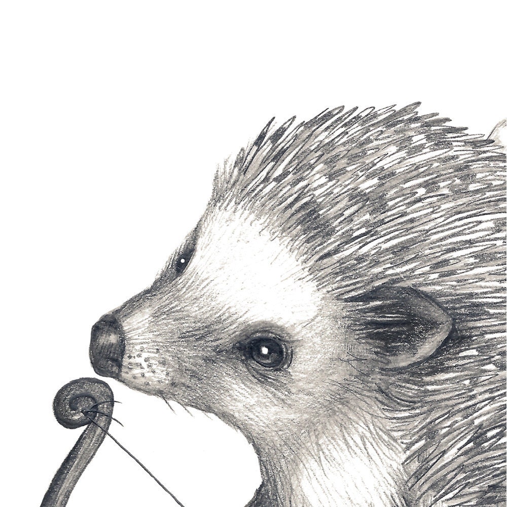 5x7 Giclee Print Happy Valentine's Day Hedgehog Pencil Illustration