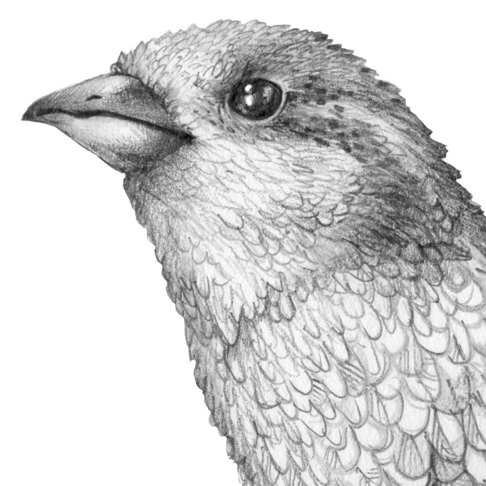 8x10 Giclee Print Sparrow Pencil Illustration