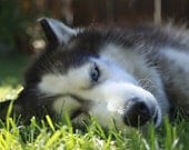 Dog Photography Dog Portrait Pet Photograph Siberian Husky photo spring green wall decor 4x6 Fine Art Photography Prints