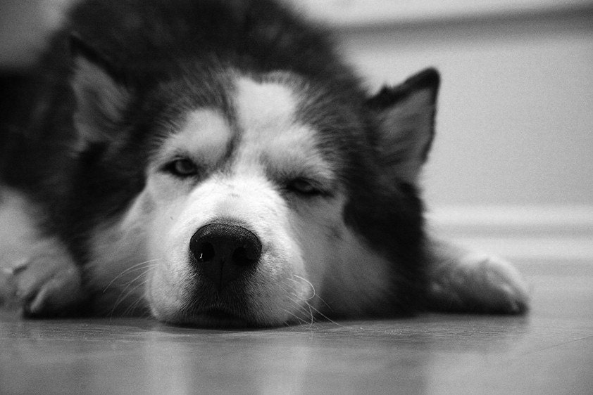 Pet Photography Pet Portrait  Dog Photograph Siberian Husky Photo Black and White wall art 4x6 Black and White  Fine Art Photography Print