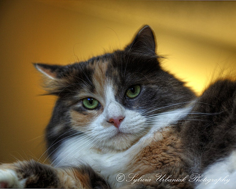 Pet Photography Cat Portrait cat photograph brown yellow wall decor  4x6 Fine Art Photography Print