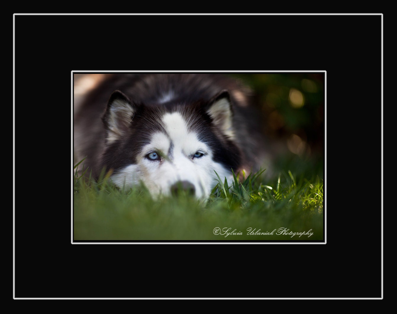 dog photography dog portrait nature photography pet photograph siberian husky photo wall art 4x6 fine art photography print