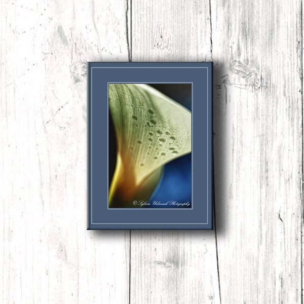 Abstract Photography Macro Photography Flower Photograph drops Spring Flower Lilly ivory blue Wall decor 4x6 Fine Art Photography Print