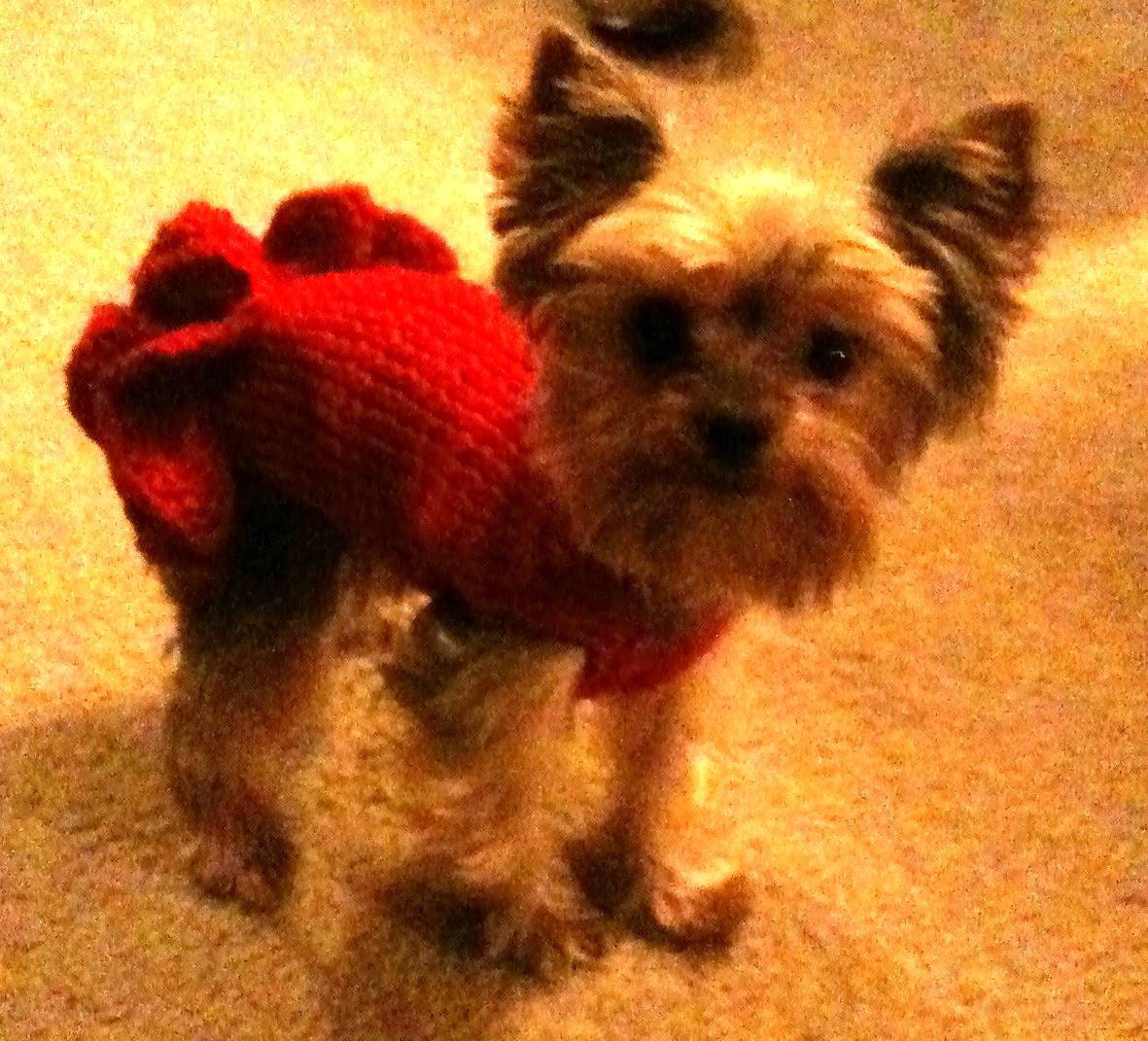 PDF Knit Pattern for "Party Dress" Sweater for Small Breed Dogs