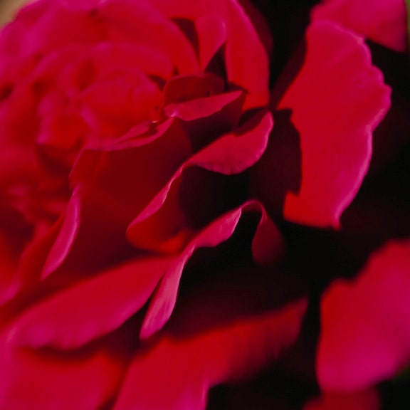 Flower photo - Scarlet - Nature Photography - Torch Red abstract