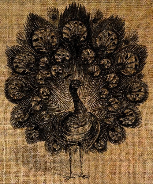 Peacock Bird Birds Digital Image Download Transfer For Pillows Totes Tea Towels Burlap No. 1488