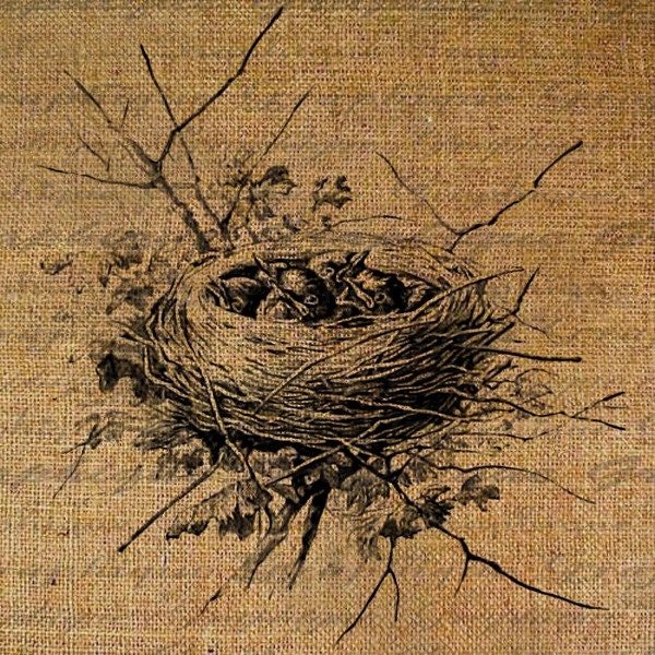 Nest Baby Bird Birds Adorable Digital Image Download Transfers To Pillows Totes Tea Towels Burlap No. 1585
