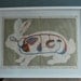 Vintage Anatomical Rabbit Circulatory Chart Framed 1979