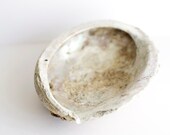 Abalone Shell California Beach Cottage Decor