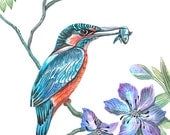 Kingfisher bird, wild life watercolor art print, size 8x10. LIMITED EDITION 4/100 (No. 9)