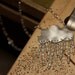 Angel Tears Rain Cloud Statement Necklace Sterling Silver Tiny White Freshwater Pearls Chic Romantic Innocent Dream Gift