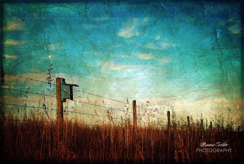 Golden Grass  12x18 Fine Art Photo