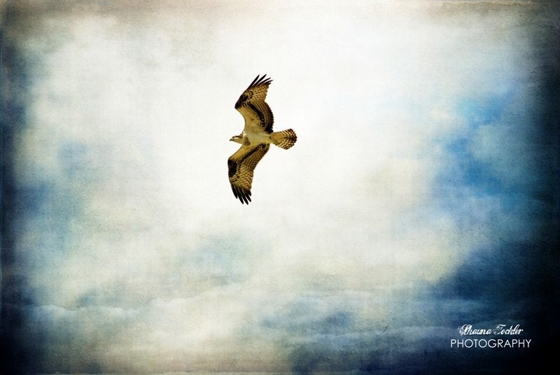 Soaring  4x6 Fine Art Photo