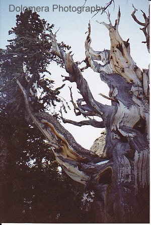 Nature's Artwork, Bristlecone Pine Tree, 8.5 X 11 Color Nature Photograph, Great Basin Desert Nevada, Wall Art, Wood Sculpture