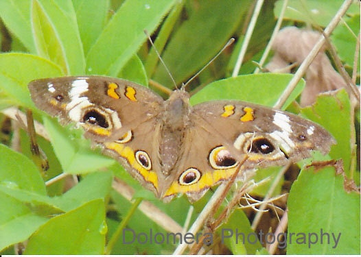 Butterfly Blessings, 5x7 Nature Color Photograph, North Carolina Mountains, Insect