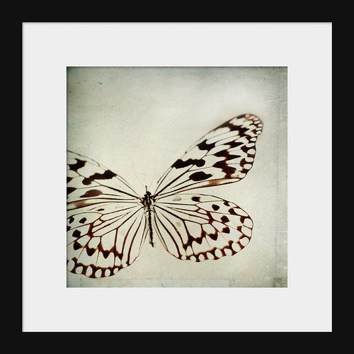 SALE 30% OFF Butterfly Print: le papillon 5x5 Fine Art Photography wall art decor Black and White Butterfly macro
