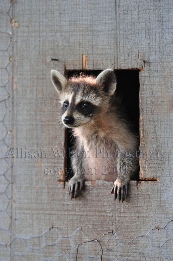 TAKING A LOOK Around Coon 8X10 Photograph - raccoon, nursery, wildlife art, nature lover gift-giving idea, cabin decor