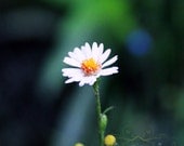 flower photography emerald green blue white yellow orange red / IN STOCK / set of 2-5x7 Fine Art Photographs / Solitary and Abundance