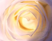 flower photography white pink blush rose yellow peach / 8x10 Fine Art Photograph /  / Sunset's Love