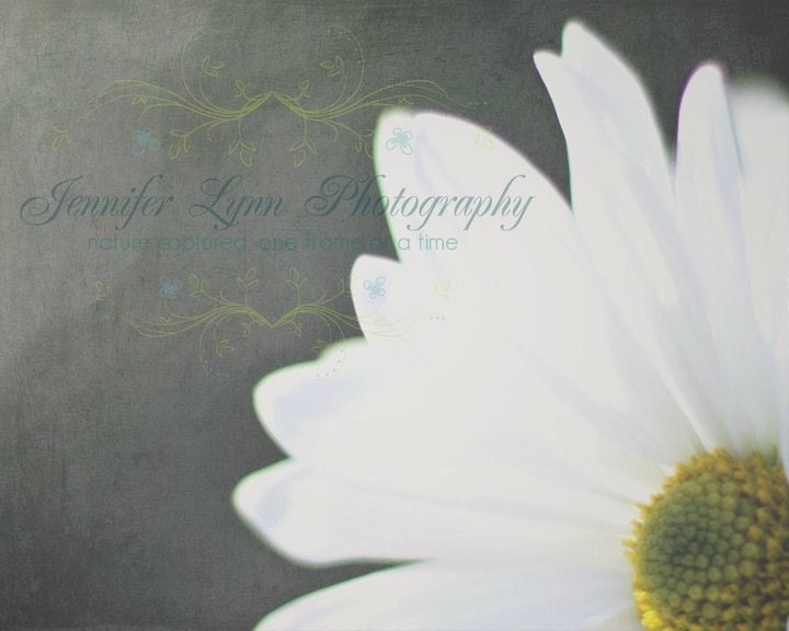 flower photography white yellow green gray grey daisy / 8x10 Fine Art Photograph / Shine On Me