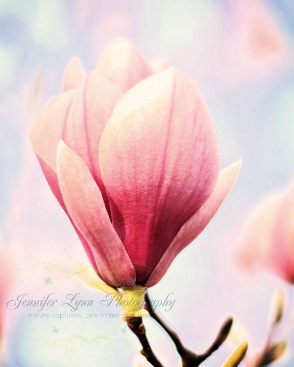 flower photography pink blush blue yellow brown pastel / 8x10 Fine Art Photograph / Japanese Magnolia /  / Spring Pink