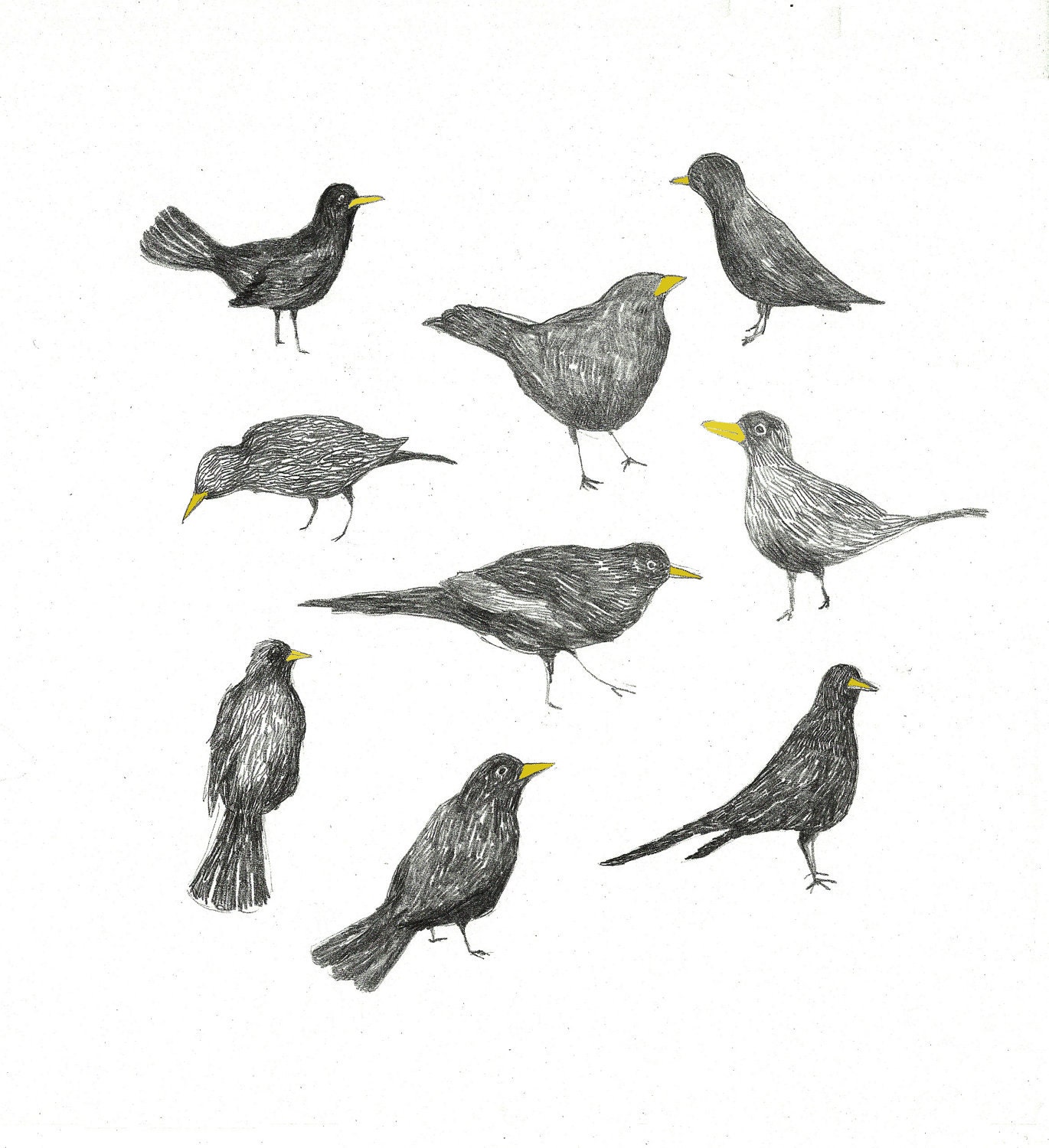 giclee print, Birds