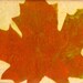 Fall Leaf  Paper Lithographic print