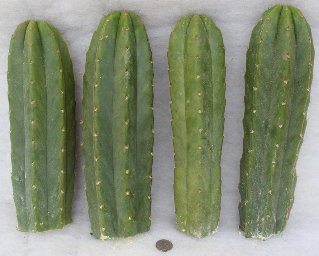 4 San Pedro Cactus For Sale Four 12 inch Trichocereus Pachanoi Top Cuts san pedros