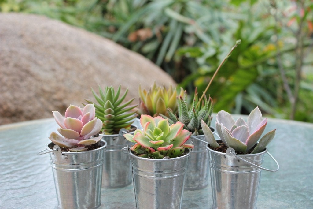 120 Gorgeous Succulents In 120 Adorable Silver or Gold or White Pail pails .Complete Wedding Favor Kit succulent party gifts
