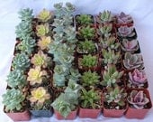 40 Beautiful Wedding Succulents ALL Rosettes  for Gift Favors in their plastic 2 inch Pots succulent favor