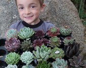 50 GORGEOUS  Succulents  in 2.5" round plastc containers Ideal for Wedding favors party gifts