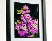 Framed Bees on Texas Sage Print