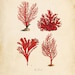 Vintage Sea Coral on Antique Ephemera Print 8x10 P103