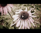 PHOTOGRAPH FLOWER BEE "Flower & Friend" 4 X 6 Print