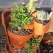 Upcycled Broken Pot Cactus/ Succulent Garden