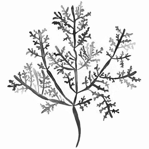 Sea Fern III in Charcoal Print