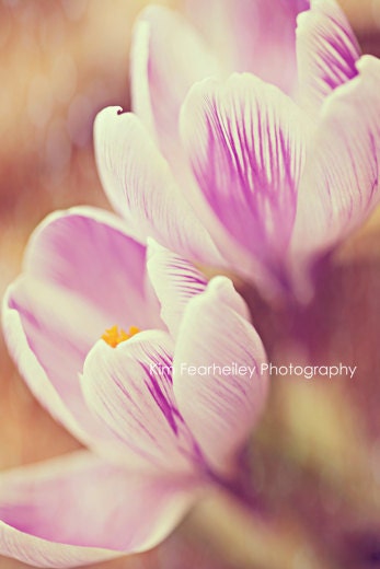 Crocus - Fine Art Photography 5 x 7 . crocus . springtime . spring . blooming . fpoe . delicate . crocus photo . home decor - kimfearheiley