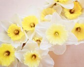 Daffodils, 5x7 Fine Art Photography narcissus yellow spring flower nature home decorating wall decor feminine