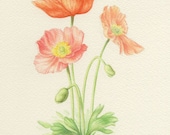 Poppies Original Watercolor Painting