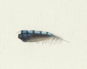 Blue Jay Feather - Original Watercolor Painting