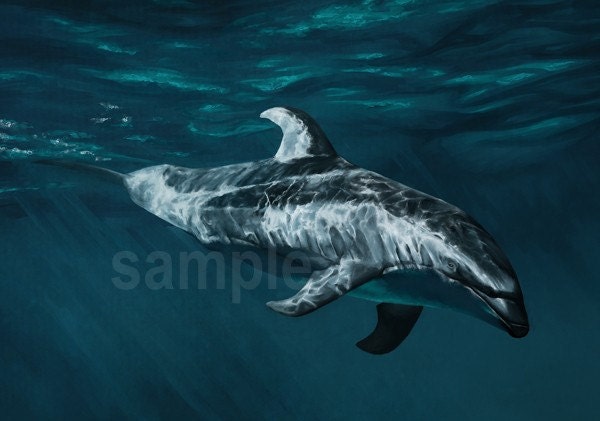 Pacific white-sided dolphin - canvas print