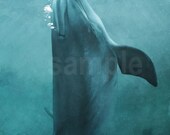 Bottlenose dolphin - 11.5 x 18.5 print
