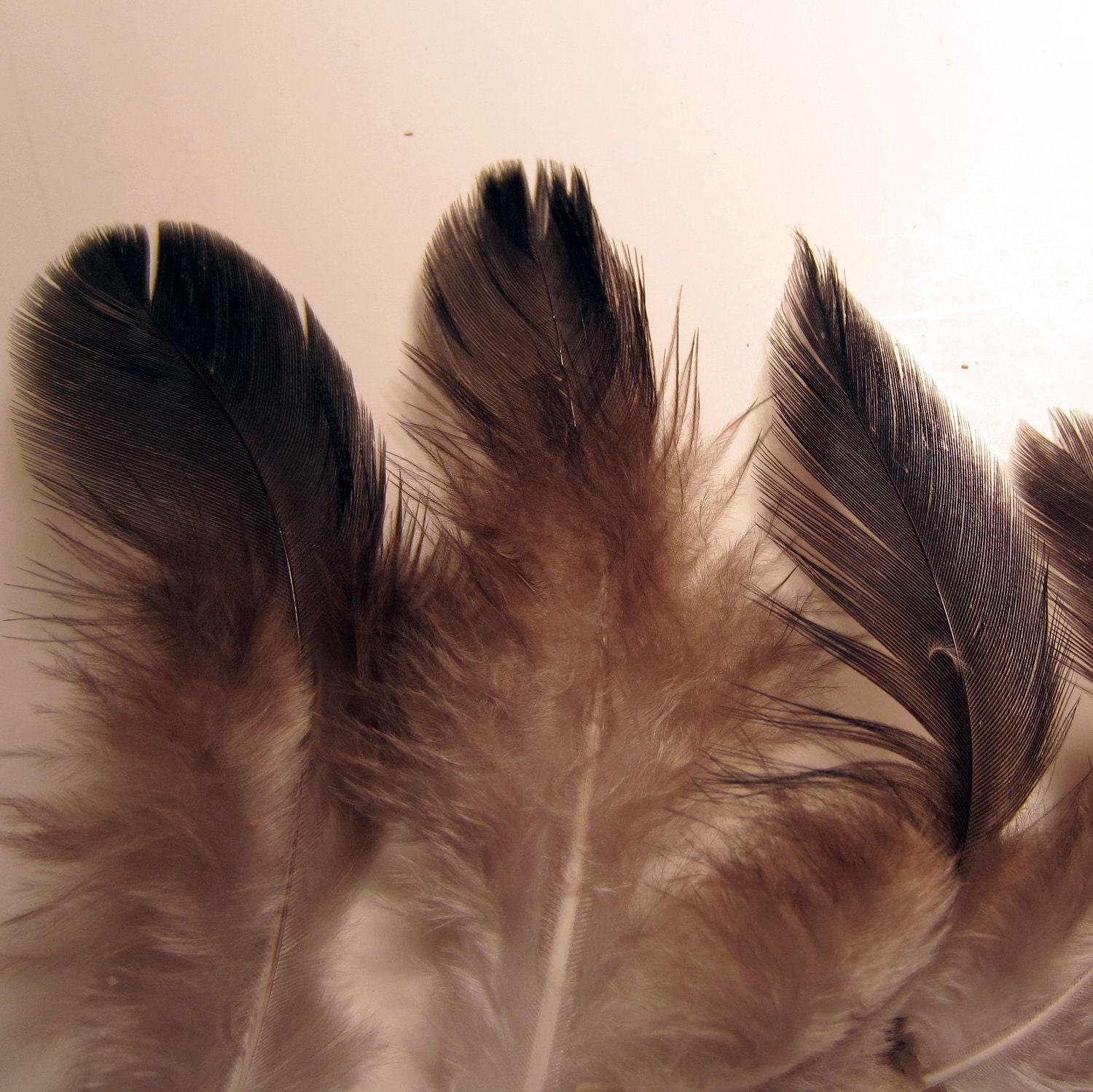 feathers  24  natural peacock  black Silver pheasant loose feathers craft feathers