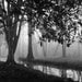 Black and White Photography / landscape / nature / fog / foggy / forest / trees / 8 x 8 print